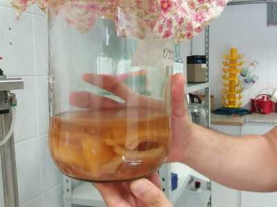 ...un insieme di lieviti e batteri che vengono alimentati dallo zucchero