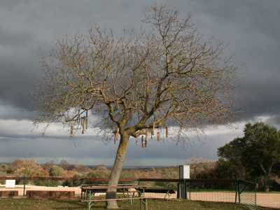 Un albero addobbato con mangiatoie per uccelli selvatici a Cassano delle Murge