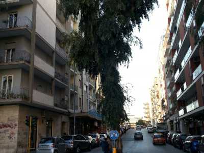Una foto scattata da viale Salandra con l'eucalipto in primo piano