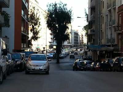 Una foto pi� da vicino dell'eucalipto scattata da via di Tullio, viale Salandra sullo sfondo