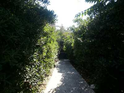 Il viale di oleandri che conduce all'ingresso alla chiesa