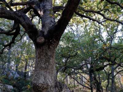La �roverella della Foresta Mercadante�, situata nella zona altamurana del noto bosco. Con i suoi 500 anni merita un posto di tutto rispetto tra i "nonni" di Puglia.  Il suo tronco si � sviluppato orizzontalmente sul terreno e, all'altezza del primo ramo, presenta una notevole cavit� diventata casa per tanti animali che qui hanno trovato rifugio