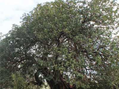 Un maestoso carrubo considerato il "patriarca" della sua specie nel territorio: ha diverse centinaia d'anni ed � ubicato in localit� La Grave a Polignano a Mare.  Circa una ventina di anni fa una delle sue diramazioni principali si � spaccata, adagiandosi a terra, ma continuando indisturbata a vegetare: questo conferisce all'albero un andamento bizzarro che lo distingue dagli altri