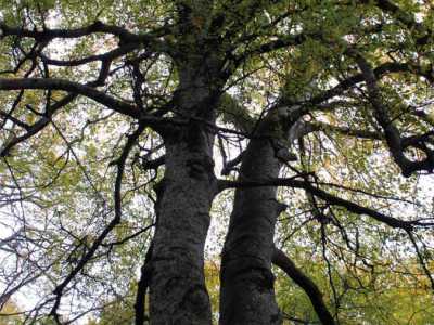 Gli alberi monumentali della Puglia
