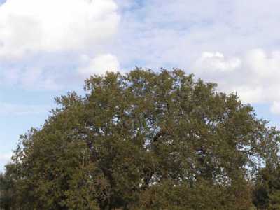 La "quercia di Macr� di Supersano, nel leccese, la cui chioma svetta quasi solitaria tra campi coltivati. Si tratta di uno degli ultimi esemplari di querce presenti nel bosco Belvedere: un'immensa distesa di alberi che si stendeva dal mare fino all'entroterra salentino, abbracciando il territorio di ben 16 comuni