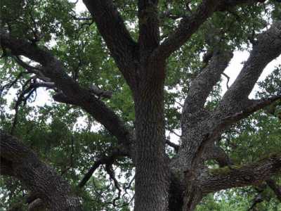 A Martina Franca troviamo il "fragno di Signorella", detto "U' Fragne", situato nella Riserva statale delle Murge orientali. Si tratta di un albero speciale: � riuscito a raggiungere dimensioni notevoli, insolite per la sua specie. Questo record � stato possibile grazie alla presenza nelle sue vicinanze di una riserva d'acqua