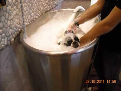 Una vasca idromassaggio per cani