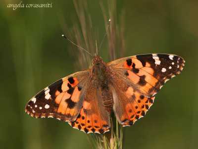 Vanessa cardui
