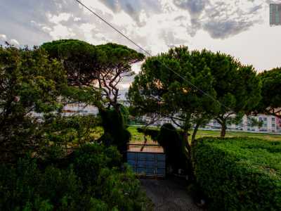 ...tra cui un pino di 350 anni