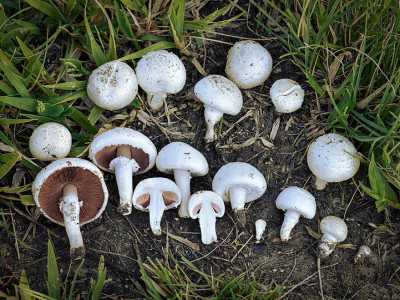 ...il Prataiolo (Agaricus campestris)...foto di Alan Rockefeller