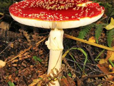 ...e l'Amanita muscaria, il cui nome deriva dalla tossina amanitina che secerne(foto di TimBekaert)
