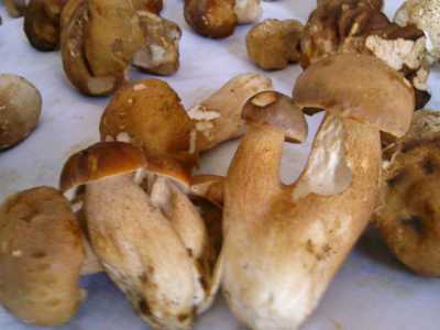 ...il Porcino (Boletus edulis)...foto di Carmine Santomauro 