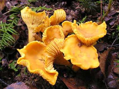 ...il Gallinaccio (Cantaherellus cibarius)...foto di Strobilomyces