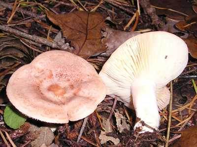 Non mangiabile � anche il genere Lactarius, chiamato fungo �squant�, perch� rilascia il latice, una sostanza biancastra urticante che ricorda proprio la famosa ricotta pugliese (foto di Strobilomyces)