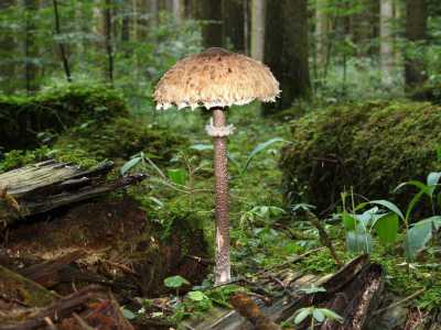 ... e la Macrolepiota Procera detta �Mazza di tamburo� per via della sua forma (foto di H.Krisp)