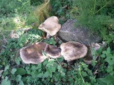 ...la Ferula (Pleurotus eryngii variet� ferula)...foto di Carmine Santomauro