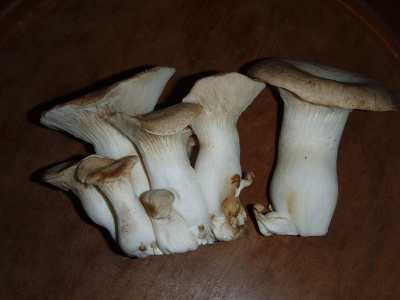 I principali funghi edibili del barese sono sei: il Cardoncello (Pleurotus eryngii)...Foto di Apple2000