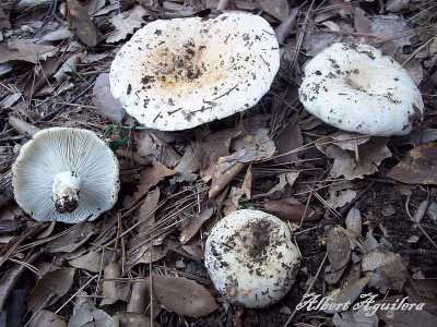 Tra i�non commestibili� (cio� non particolarmente digeribili) fanno parte la Russula Delica, chiamato �u Papar�zz�...foto di A.Aguilera