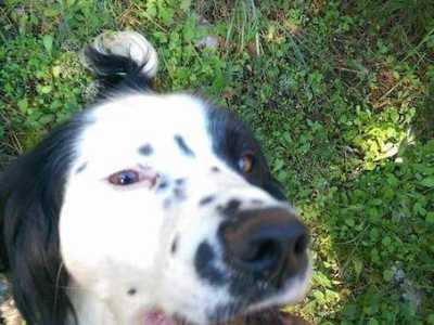 Come si �caccia� il tartufo? Con i cani: senza di loro non si potrebbe scovare un bel niente