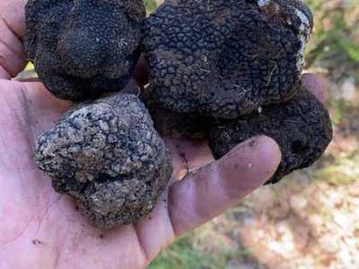 I tartufi di Puglia