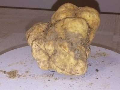...questa specie cresce anche in altre parti d�Italia ma in Puglia ha qualit� organolettiche differenti