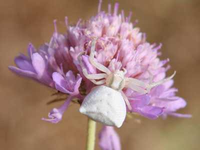 Ragno camaleonte (Thomisus onustus)