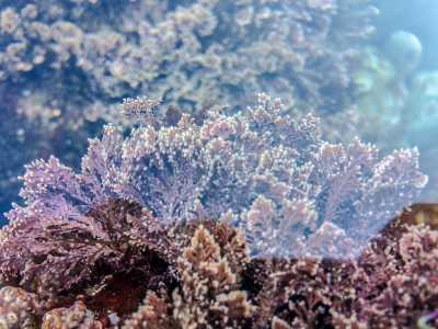 Se le alghe sono semplici organismi unicellulari e pluricellulari...(Alga Corallina elongata - Foto di R�disicyon) 