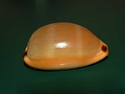 La ciprea - La �casa� che ospita la lumachina chiamata ciprea. Il guscio, con la sua finitura lucida e marroncina, � distinguibile per le sue bande trasversali appena pi� chiare del colore della livrea e per piccole ma fitte macchioline alle estremit� (foto di Hectonichus)