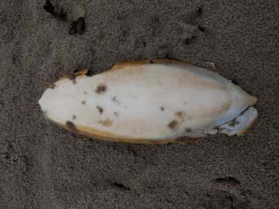 L�osso di seppia -  Liscio, bianco, quasi perlaceo e di materiale robusto e tagliente. � l�osso di seppia, o meglio lo scheletro di questo cefalopode diffusissimo nel Mediterraneo (foto di Rudolphous)
