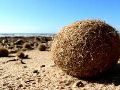 La palla egagropila -  Noto come �polpetta� o �palla di mare�, � un piccolo e sferico agglomerato di colore marrone chiaro e di consistenza feltrosa. Si tratta del residuo fibroso di radici, foglie e fiori di piante marine quali la posidonia e la zostera (foto di Magnefl)