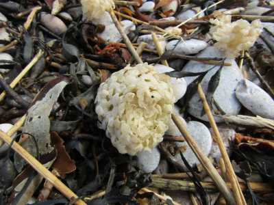 Teche di gasteropodi muricidi � Spesso sulle spiagge ci si imbatte in organismi biancastri che paiono delle comuni spugne di mare. In realt� sono le teche ovigere dei murici (in barese �cocci�). Si tratta infatti dei �contenitori� in cui sono ospitate le uova di questi molluschi gasteropodi (foto di Partonez)