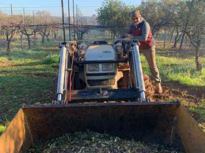 Amadolio