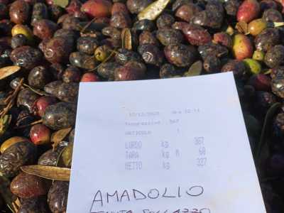Amadolio