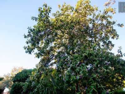 La proprietaria Marialuisa Traversa nel frattempo ci mostra con orgoglio un grande albero dai fiori viola. �Si tratta di una Lagunaria � spiega �: il nonno era un grande appassionato di piante rare e fece arrivare questo esemplare direttamente dalla Nuova Zelanda�
