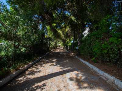 ...che permette di accedere a lungo viale alberato ricoperto dagli aghi di secolari pini mediterranei