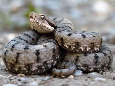 Gli otto serpenti pugliesi
