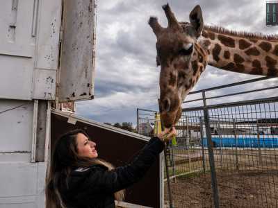 Lasciamo ora il caravan per seguire la donna, che deve portare del cibo alla sua giraffa