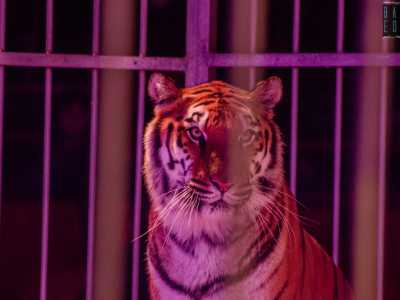 La 37enne ci accompagna a questo punto all�interno del tendone, l� dove si trova una delle tre tigri del circo Bellucci. Dopo aver ammirato lo splendido felino che ci osserva con il suo sguardo fiero...