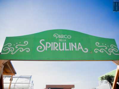 Il cibo del futuro: la spirulina