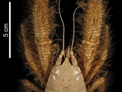 Altro esempio � il Granchio yeti. Questo decapode dalle setole bionde setose lungo circa 15 centimetri era di fatto sconosciuto. Questo sino al 2005, quando fu ritrovato a una profondit� di 2.200 metri nell'Oceano Pacifico meridionale. Non sarebbe mai stato scoperto se un pool di scienziati non avesse inviato un sottomarino per indagare gli abissi oceanici (Creative Commons Attribution 4.0 International)
