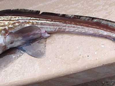 ...il suo corpo allungato senza squame, liscio, lucido e le pinne pettorali molto ampie lo fanno apparire come un vero mostro marino (Foto di Sogning)
