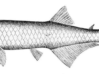 C'� poi il Gonostoma denudatum, detto anche �pesce bocca spinosa�. Il suo corpo allungato e le sue fauci armate di denti acutissimi caratterizzano questo esemplare batipelagico che vive al di sotto dei 700 metri di profondit�, risalendo verso la superficie solo durante la notte
