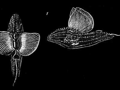 Un'altra specie presente nell�Adriatico che risulta avvistabile solo di rado � Cymbulia peronii, volgarmente detta la �scarpetta di cristallo�. Cos� chiamato per la sua forma allungata, che ricorda vagamente una scarpa