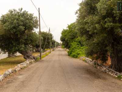 Da questo punto parte un lungo viale asfaltato puntellato da ulivi secolari che circondano la residenza per quasi sette ettari