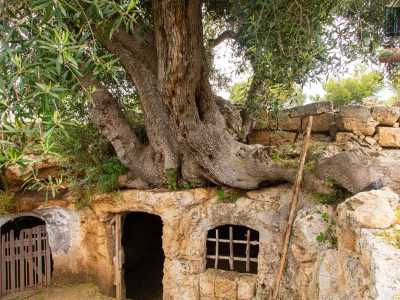 Usciamo attraverso una porta in pietra sormontata da un monumentale ulivo che sembra essersi fuso con la struttura, per dirigerci verso l�ultima tappa del nostro viaggio