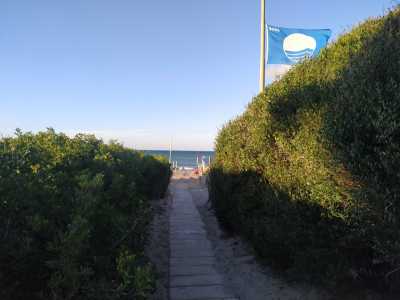 ...e da una fitta vegetazione: cespugli di salicornia e di sparto pungente, gramigna o santolina