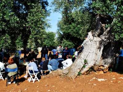 Ulivi monumentali, manifestazione a Cisternino