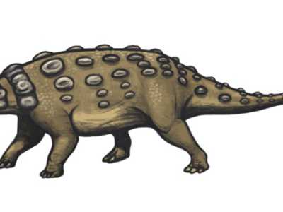 Le orme potrebbero appartenere a dinosauri terrestri ed erbivori quadrupedi, forse del gruppo degli anchilosauri, lunghi poco pi� di un metro e molto diffusi nel Cretaceo (immagine di Emily Willoughby)