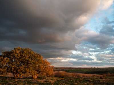 Ha colori caldi, con venature tra l�arancio e il marrone, l�albero in contrasto con l�incombente grigiore delle nubi scovato da Francesco Ambrosi nel bosco di Roverelle, ad Andria