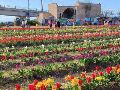 Tra le iniziative di maggior successo c�� stata quella del �Tulipark�, inaugurato a marzo scorso in strada Torremassima Chiurla, all�interno del �tondo� di Carbonara
